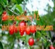 Chinese Wolfberry P.E. (Shirley At Virginforestplant Dot Com)
